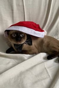 Órion in O gato voador