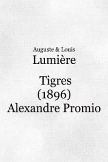 Tigres (1896) poster
