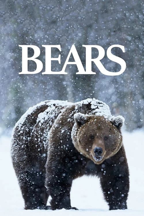 Bears (2004) poster