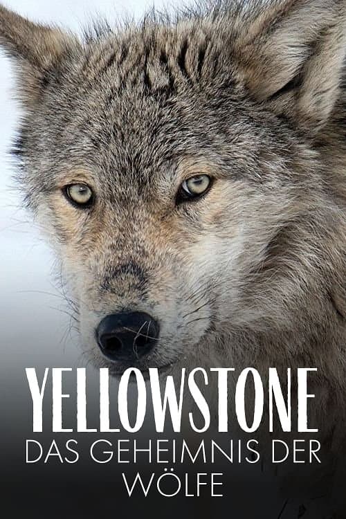 Yellowstone - Das Geheimnis der Wölfe (2018) poster