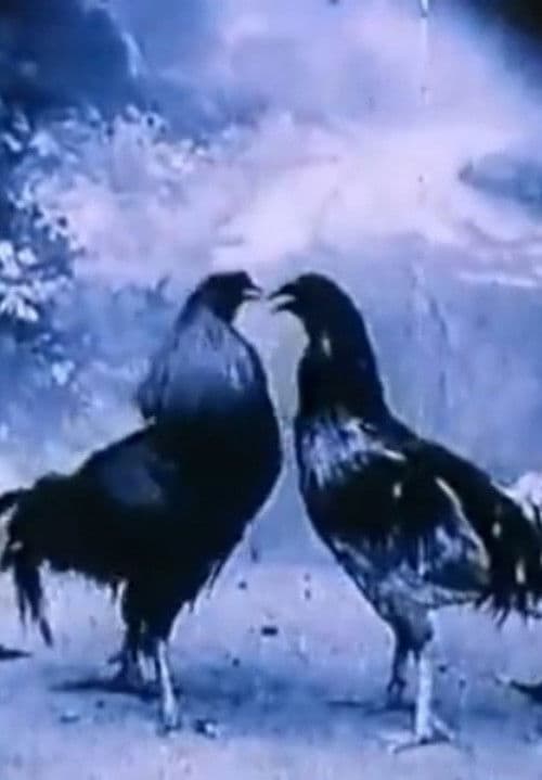 Animali Criminali (1994) poster