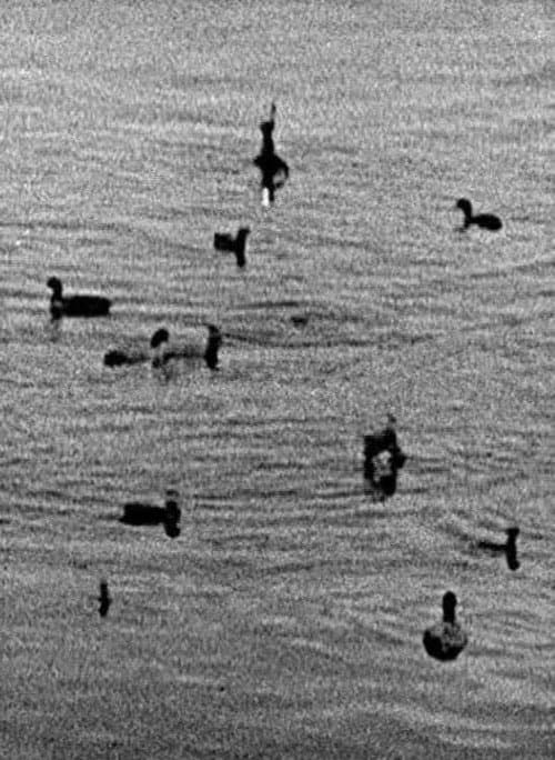 Coots (1998) poster