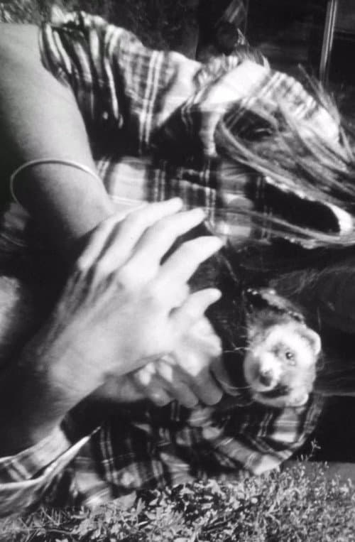 Ferrett Film (1971) poster