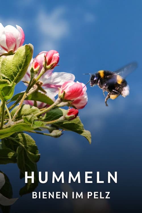 Hummeln - Bienen im Pelz (2013) poster