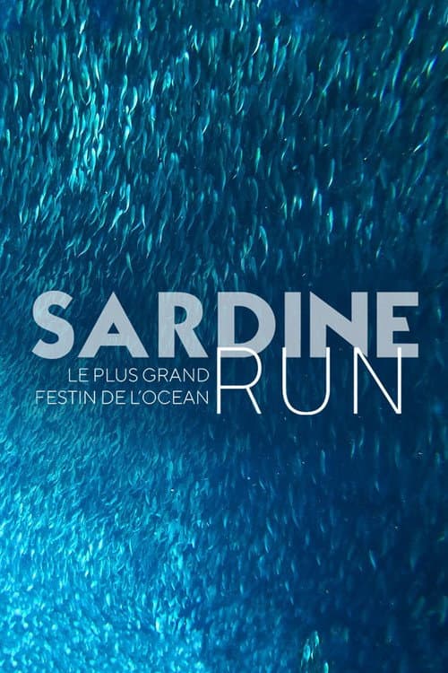Sardine Run, le plus grand festin de l'océan (2022) poster