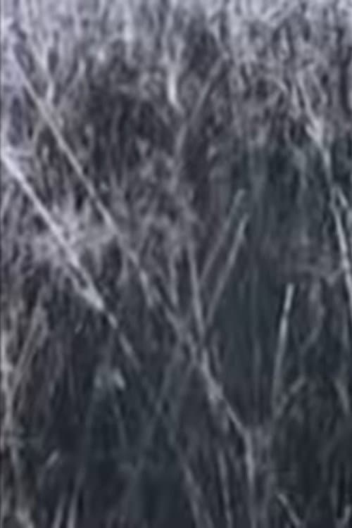 Người Về Đồng Cói (1973) poster