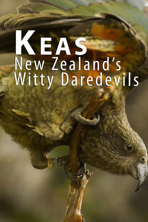Heimliche Helden - Keas in Neuseeland (2015) poster