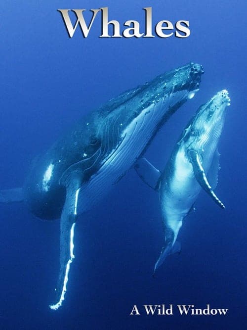 Wild Window: Whales (2015) poster