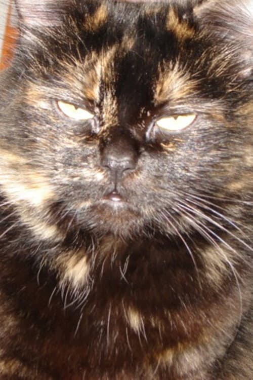 Gojira Cat foto