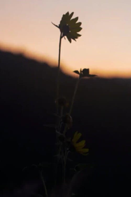 The Dawn Chorus (2021) poster