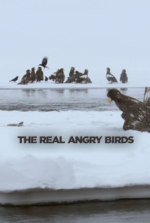 Die wahren Angry Birds (2014) poster