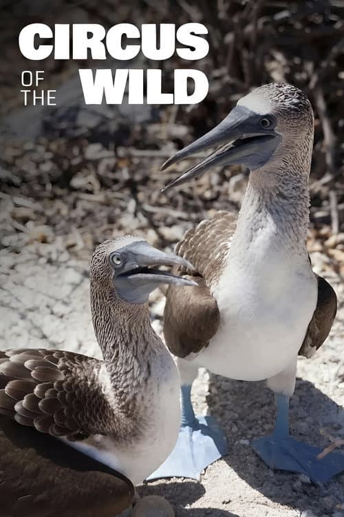 Witzig und wild - Die kuriosen Seiten der Tiere (2019) poster