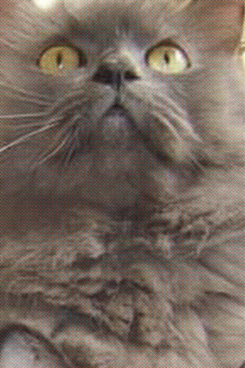 Monstro Cat foto