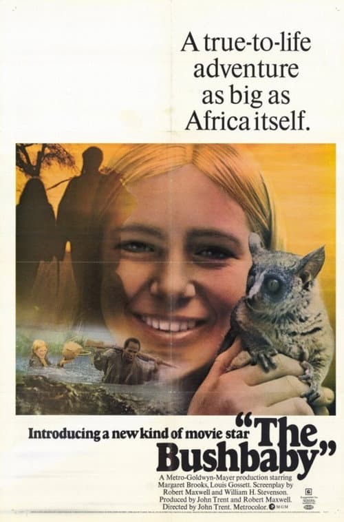 The Bushbaby (1969) poster