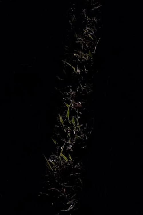 Vim Aqui Fazer Um Mapa (2020) poster