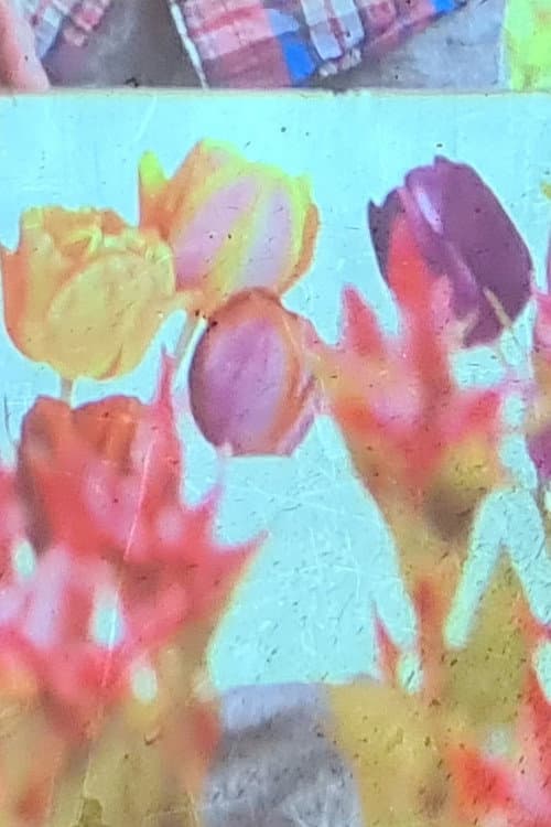 jolies fleurs une vie meilleure (2024) poster