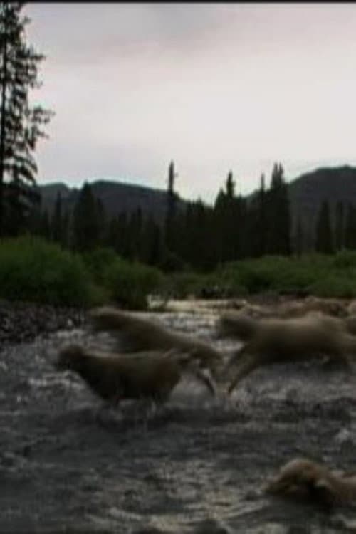 Hell Roaring Creek (2010) poster