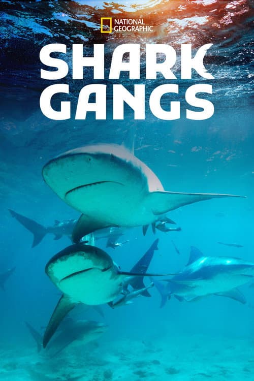 Haaienbendes (2021) poster