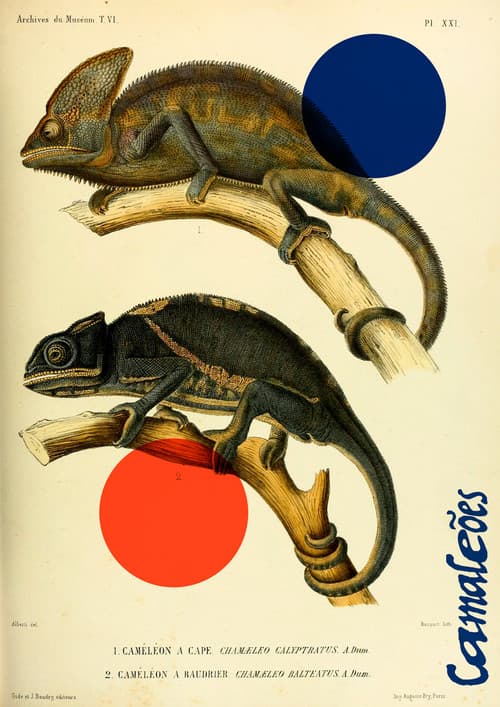 Camaleões (2022) poster