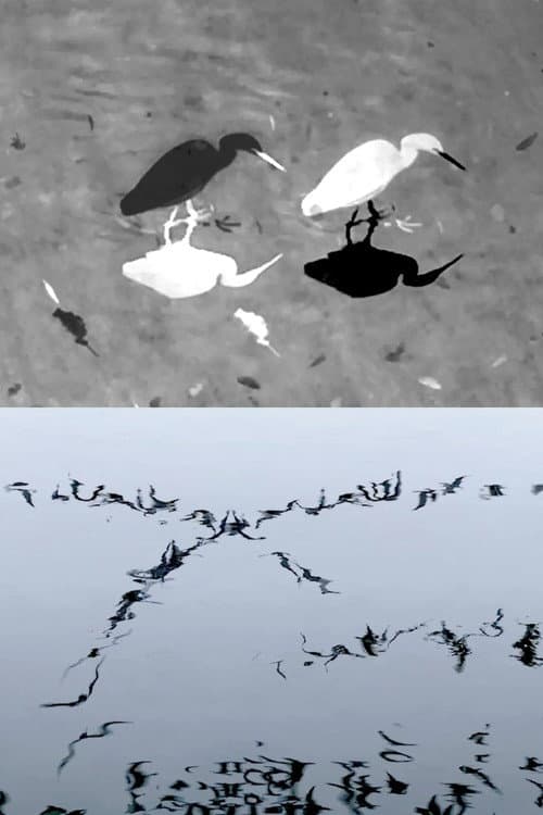 Animal Studies (Egret / Seagull Reflection / Midges / Spider / Swans in a Line) (2026) poster
