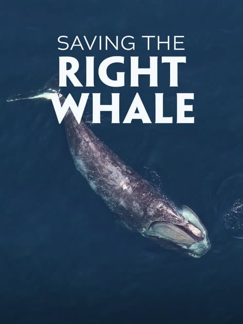 Saving the Right Whale (2023) poster