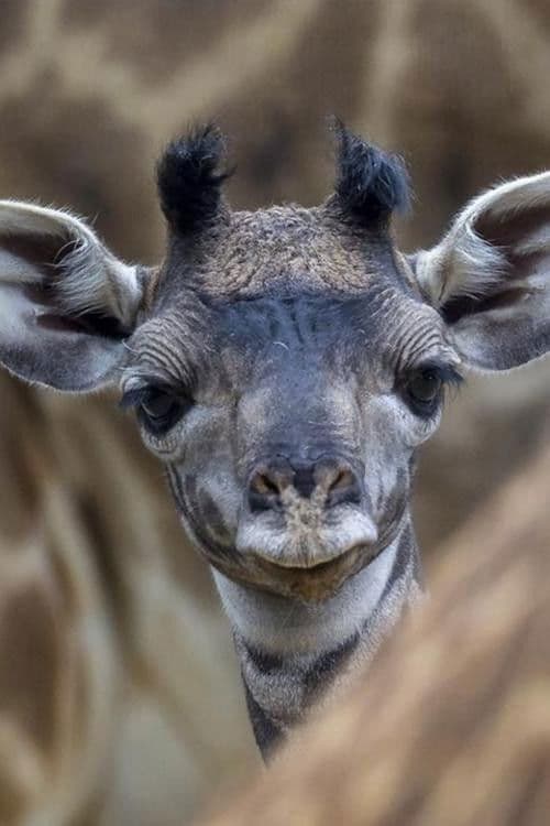 Les Dernières Girafes (2018) poster