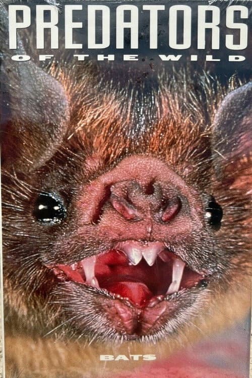 Predators of the Wild: Bats (1991) poster