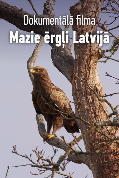 Mazie ērgļi Latvijā (2021) poster