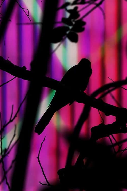 The Pearl of Tailorbird (2018) poster