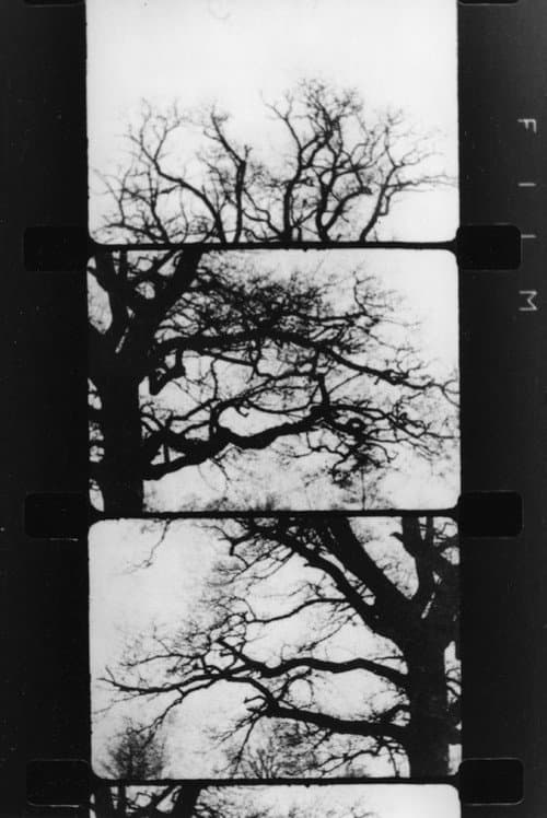 Finestra davanti ad un albero (1989) poster
