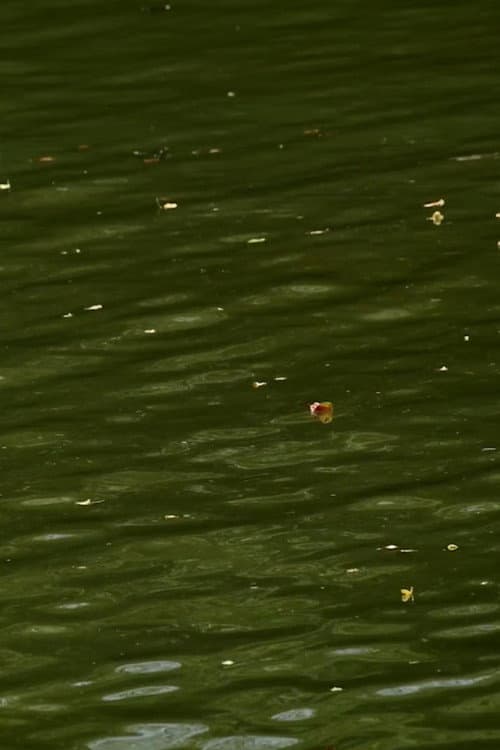 Haikus 2: Waters (2025) poster