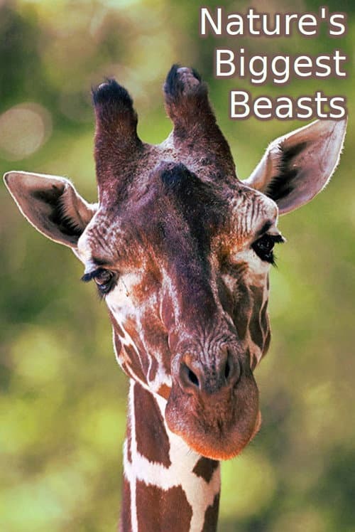 Nature's Biggest Beasts (2018) poster