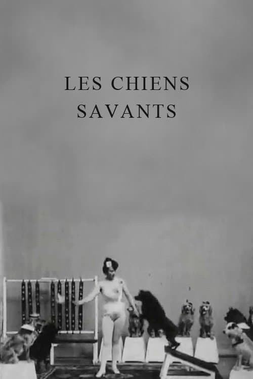 Miss Dundee et ses chiens savants (1902) poster