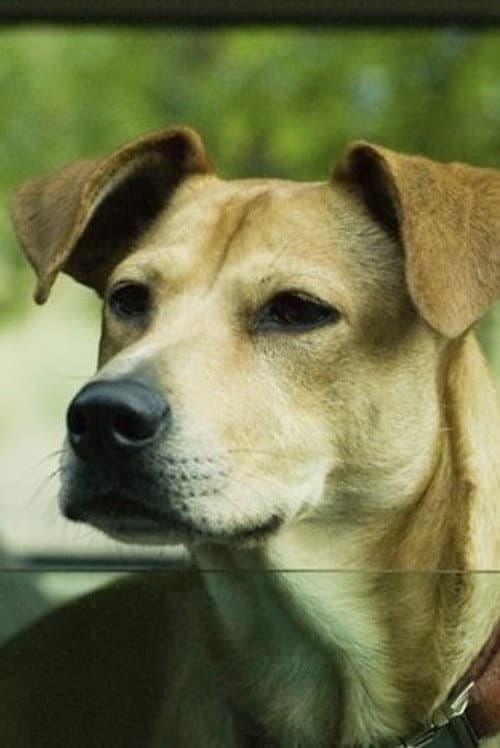 Lucy the Dog foto