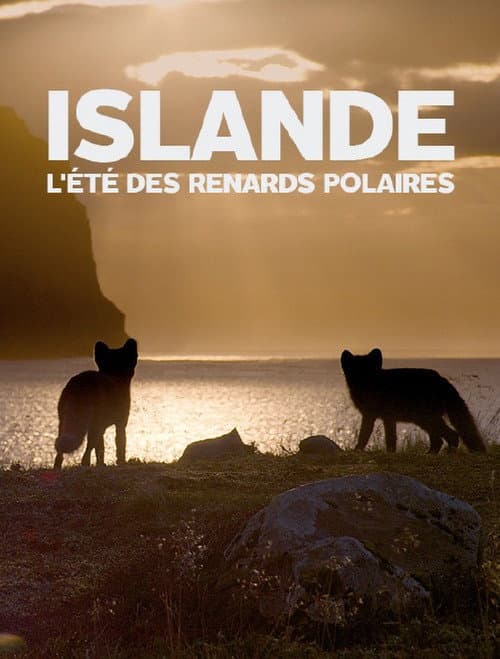Islande, l’été Des Renards Polaires (2017) poster