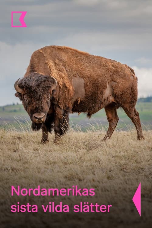 Grasslands: North America's Hidden Wilderness (2019) poster