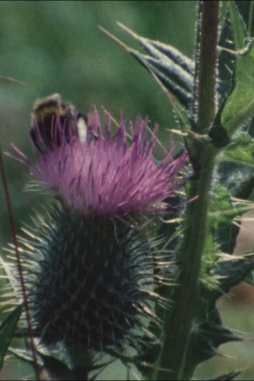 Thistledown (1983) poster