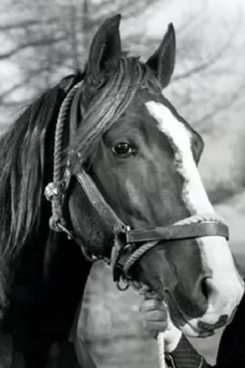 Champion Jr. foto