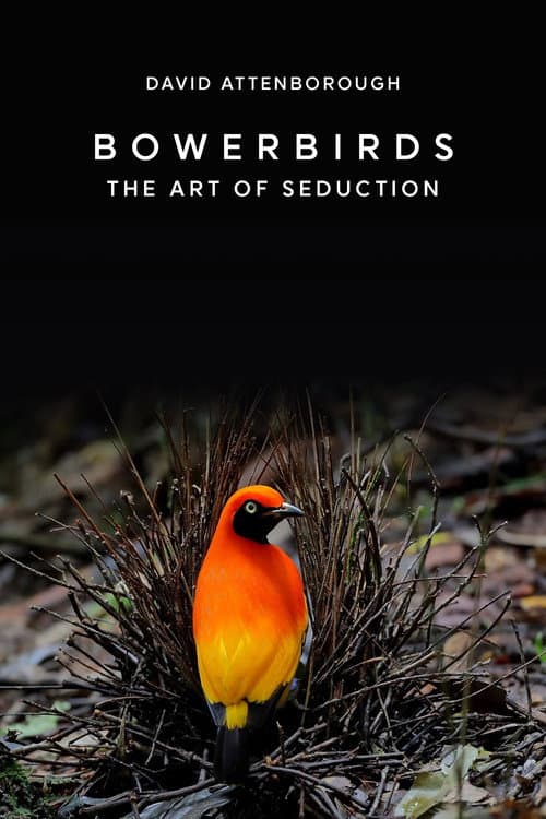 Bowerbirds: The Art of Seduction (2000) poster
