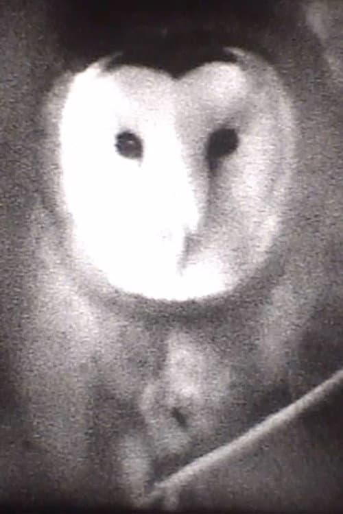 Owl (2004) poster