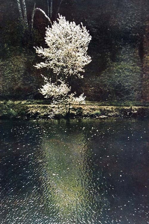 The Little Tree (1961) poster