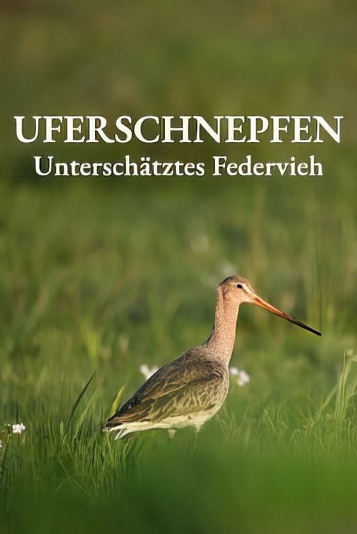 Uferschnepfen - Unterschätztes Federvieh (2024) poster