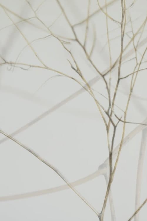 The Brambles (2020) poster