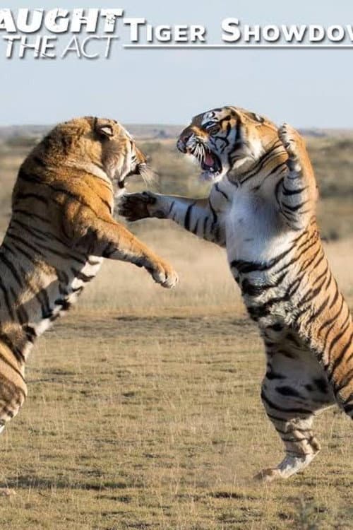 Caught In The Act: Tiger Showdown (2011) poster
