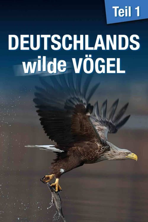 Deutschlands wilde Vögel (2013) poster