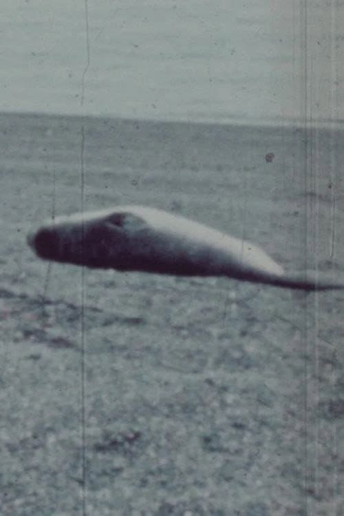 Patagonia (1977) poster