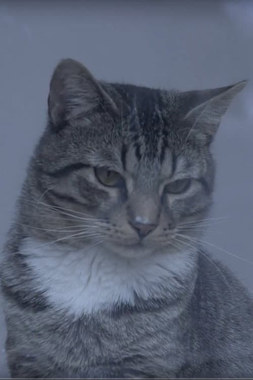 A Day at the Cat Cafe (2019) poster