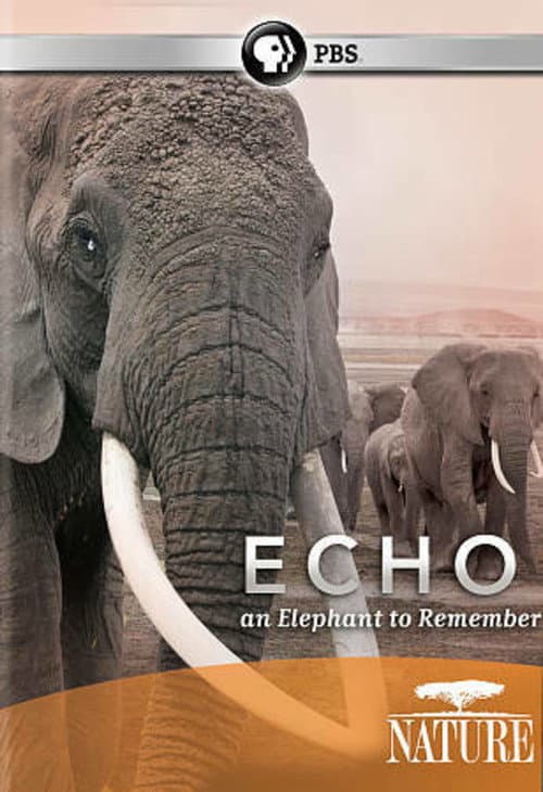 Echo: An Elephant to Remember (2010) poster