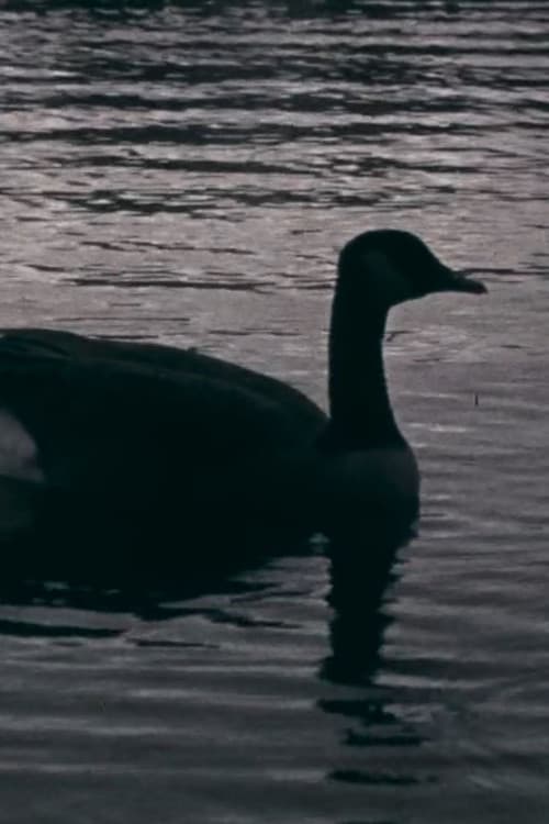 Fowl Play (2018) poster