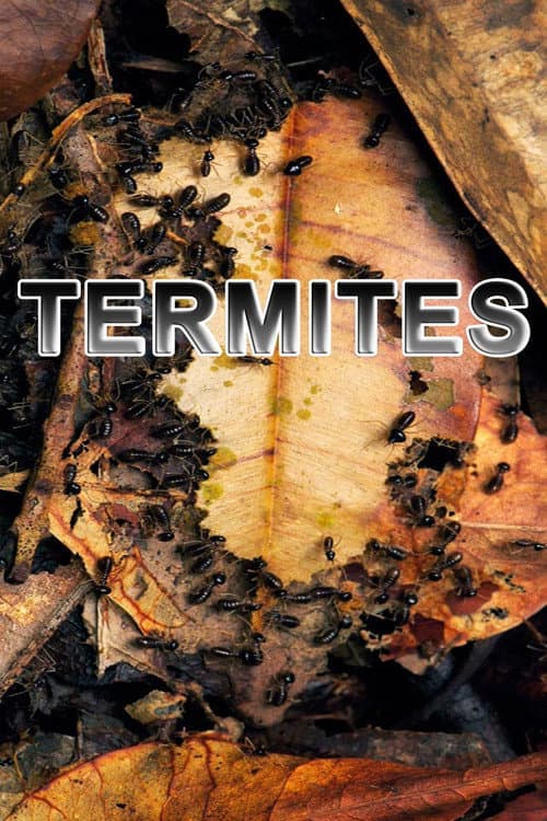 Termites: The Inner Sanctum (2012) poster